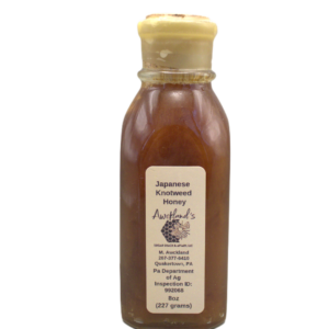 Japanese Knotweed Honey